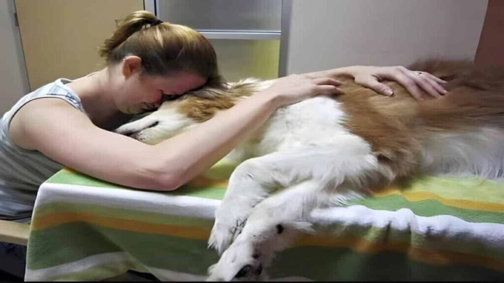 what every dog and cat wants before they die