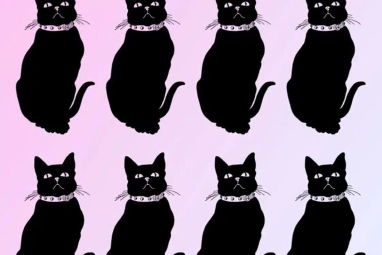 Can you spot the odd one out among these 8 black cats?