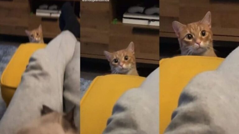 Cat’s reaction to owner holding another kitten