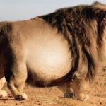 They found a giant lion