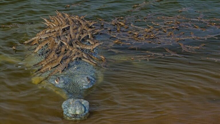 photo of 100 baby crocodiles