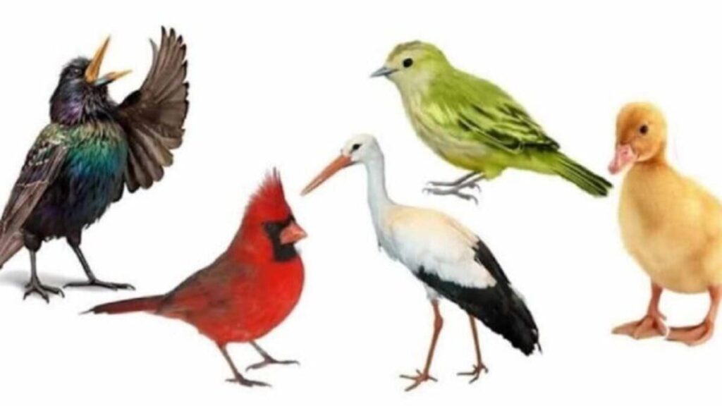 Which bird would you adopt?