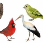 Which bird would you adopt?