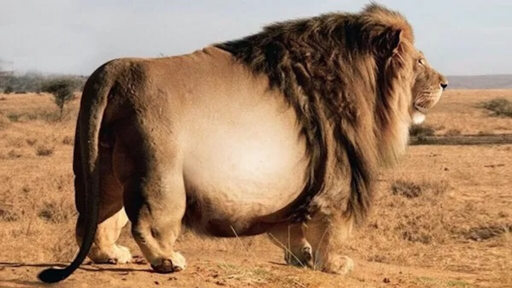 They find a giant lion