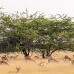 This tree was meant to save Ethiopia