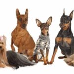 Which dog would you choose?