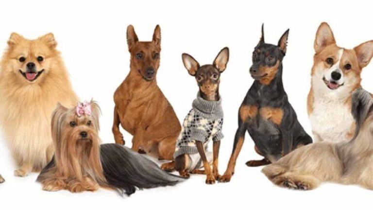 Which dog would you choose?