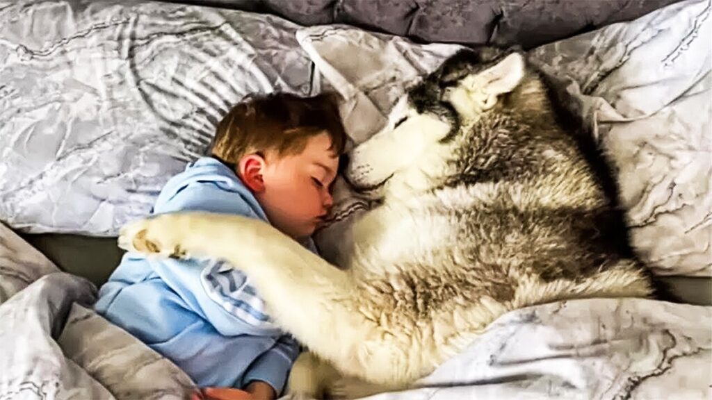 Every night this dog sleeps by a boy
