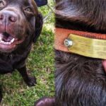 They fed a stray dog for weeks