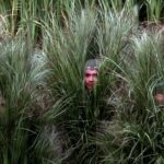 Bad Bunny Super Bowl