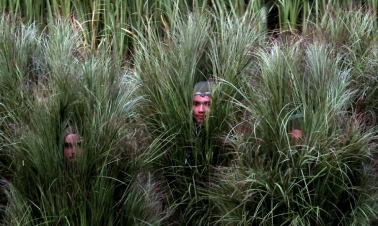 Bad Bunny Super Bowl