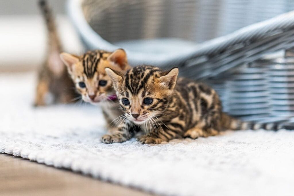 bengals
