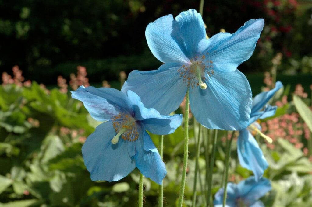 Blue Poppies