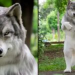 He spent over €21,000 to live his dream