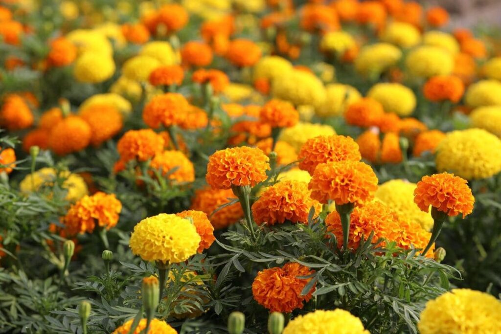 Marigolds