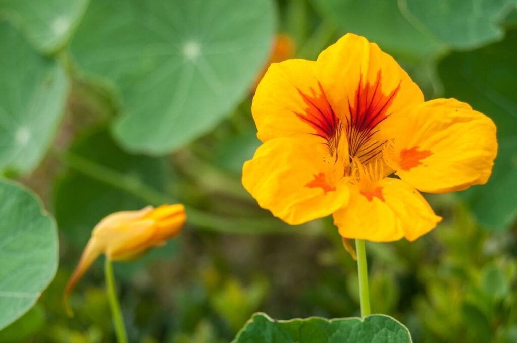 Nasturtiums
