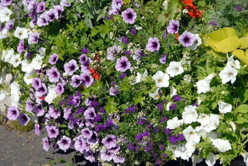Petunias