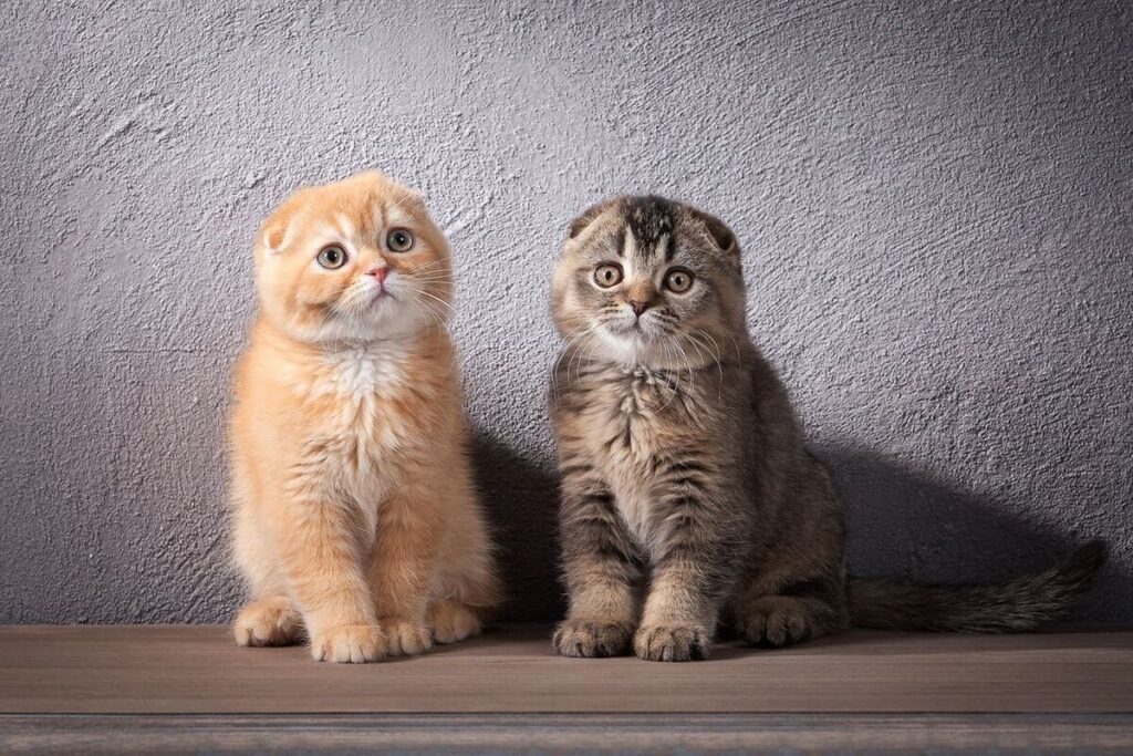 Scottish Fold