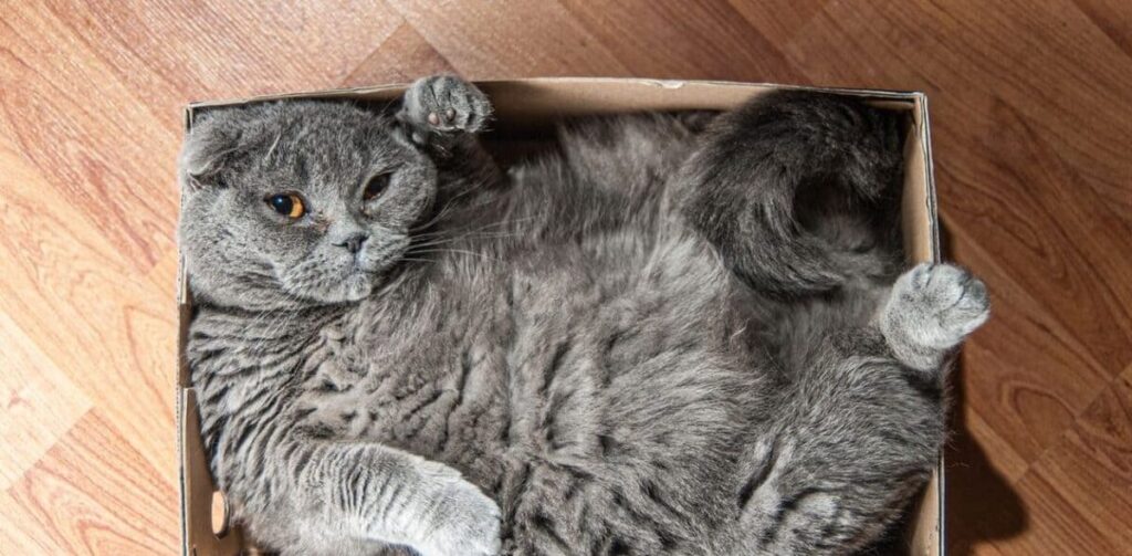 cat breeds