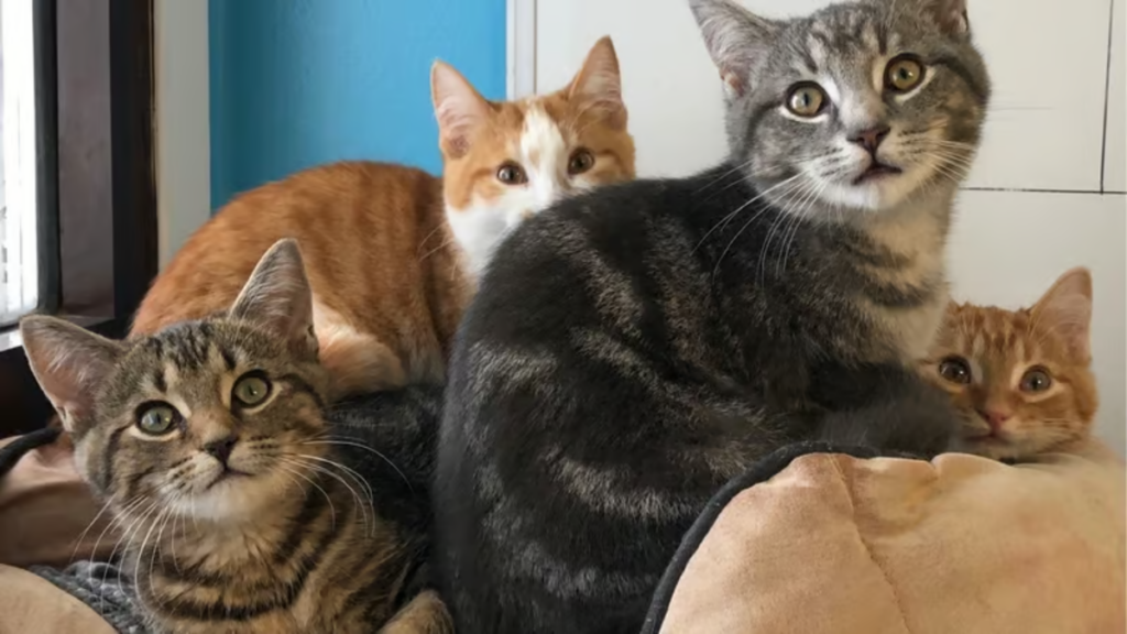 cats