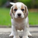 The 10 Friendliest and Most Affectionate Dog