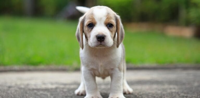 The 10 Friendliest and Most Affectionate Dog