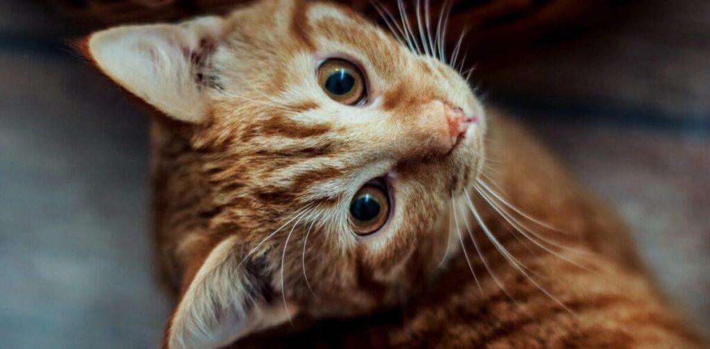 differences-between-stray-cats-purebred-cats-1220x600