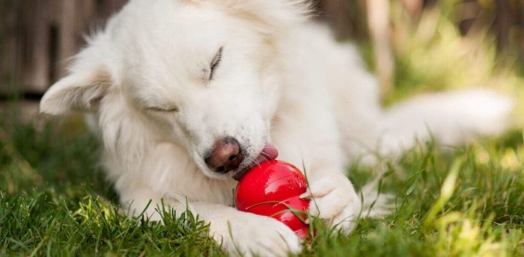 Kong - Mental Exertion - Dog