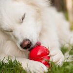 Kong - Mental Exertion - Dog