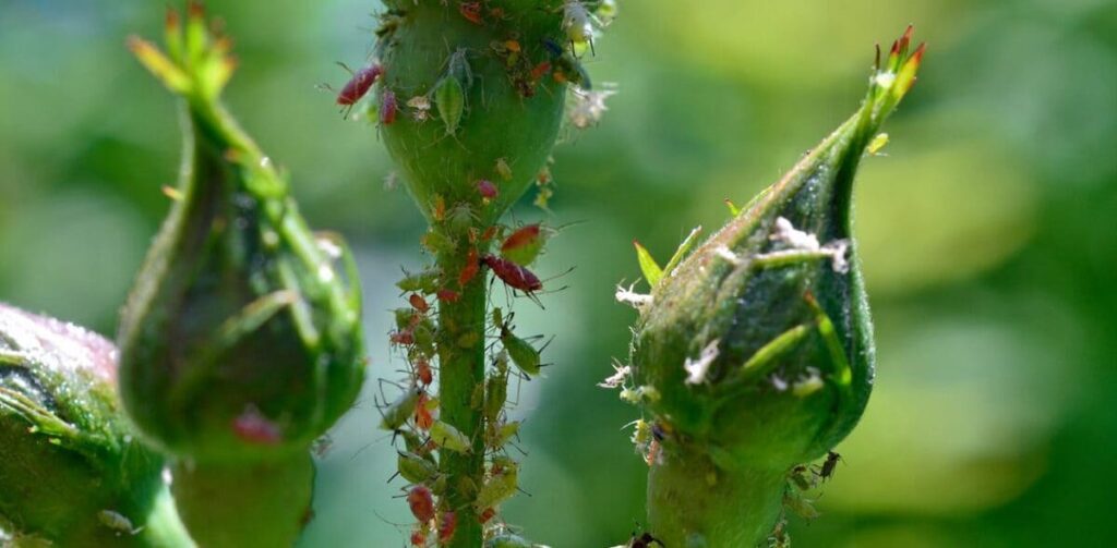 aphids-roses-tips-1220x600