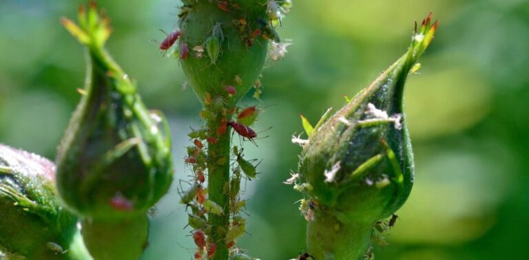 aphids-roses-tips-1220x600