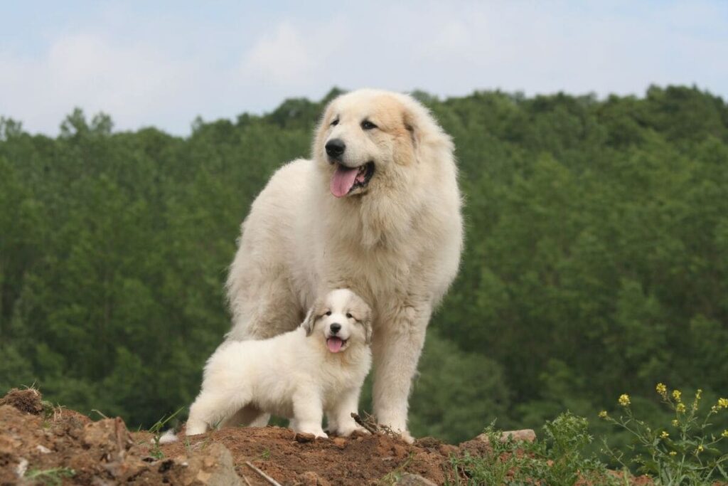 Pyrenean Mountain Dog