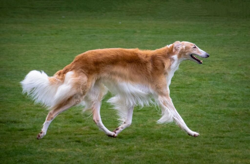 Borzoi dog breed