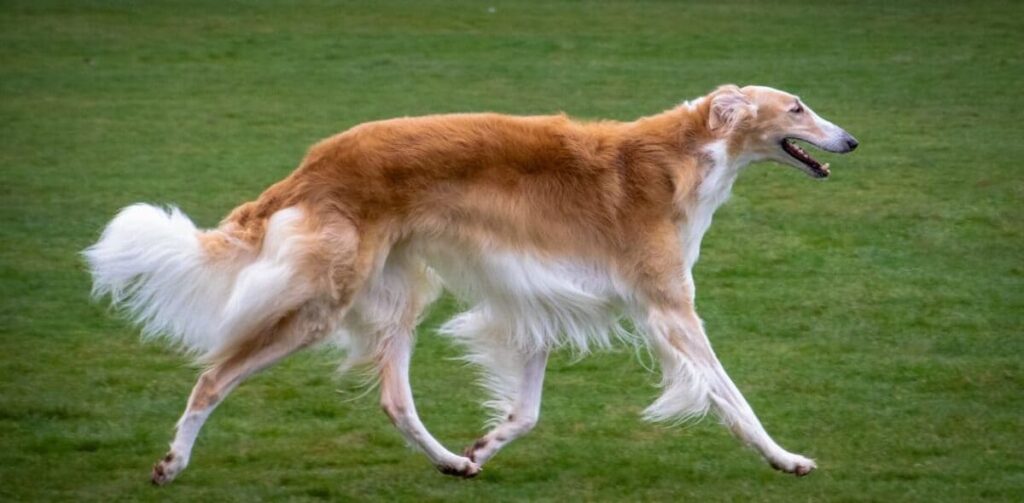 Borzoi dog breed