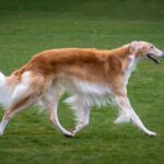 Borzoi dog breed