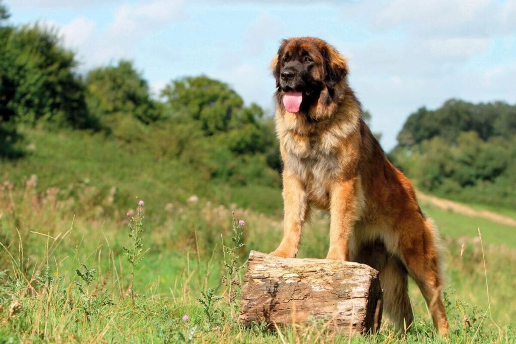 Leonberger dog breed