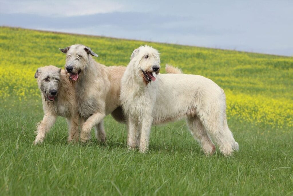 Irish Greyhound dog breed