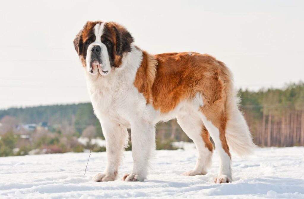 Saint Bernard dog breed