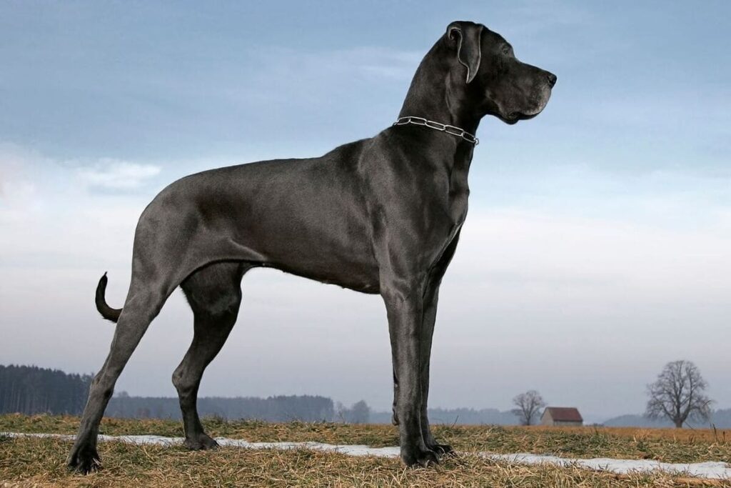 Great Dane breed