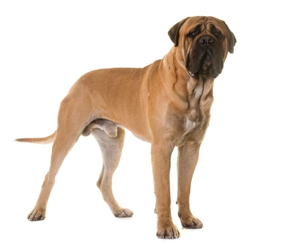 large-dog-mastiff breed