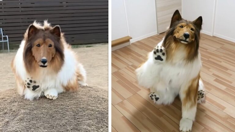 to become a dog