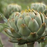 Perennial vegetables