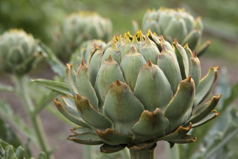 Perennial vegetables