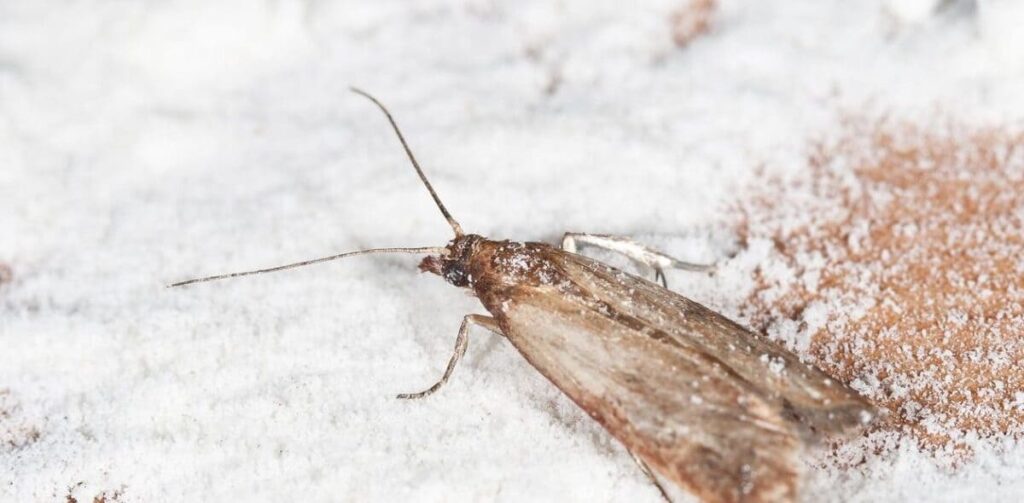pantry moths