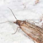 pantry moths