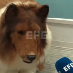 to become a dog