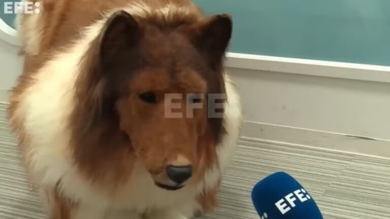 to become a dog
