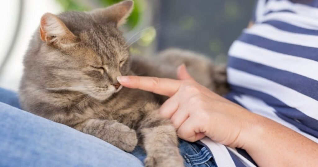 Here’s How Long It Takes a Cat to Forget Someone