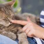 Here’s How Long It Takes a Cat to Forget Someone