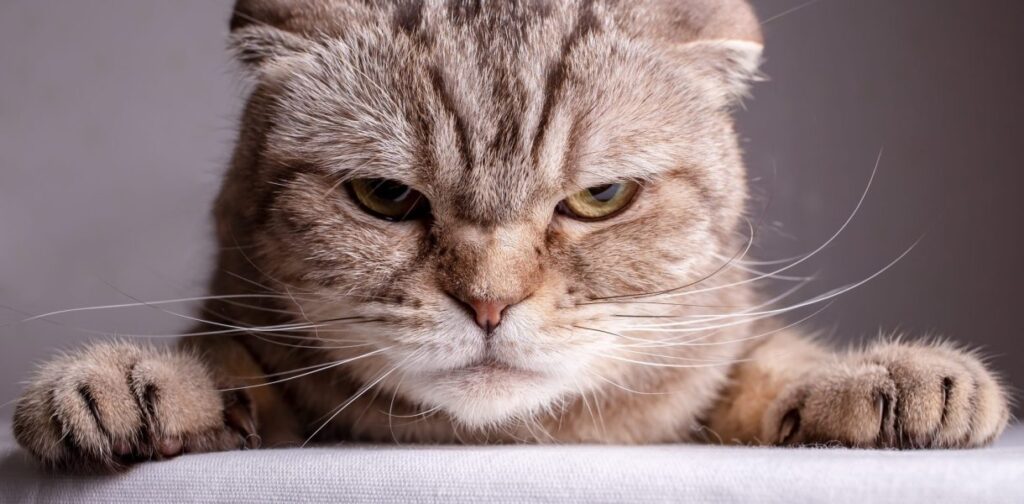 cats really hate having their tails touched